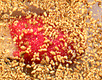 excréments petite vrillette