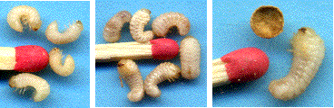 larves des petites et grosses vrillettes