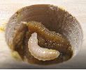 jeune larve de xylocope (en nichoir artificiel)