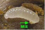 larve naissante de xylocope (détail)