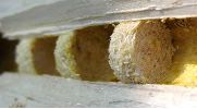 détail des cloisons d'un nid de xylocope