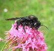 xylocope sur le vif (photo 2)