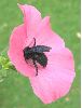 xylocope sur le vif (photo 3)