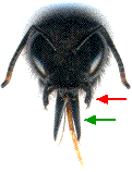 tête xylocope